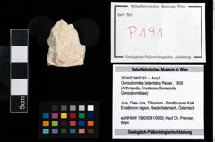 Foto (Objekt + Etikett) von Goniodromites bidentatus (Reuss, 1858)  (NHMW-GEO-2014-0194-0191)